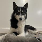 Picture of dog lost at Corps