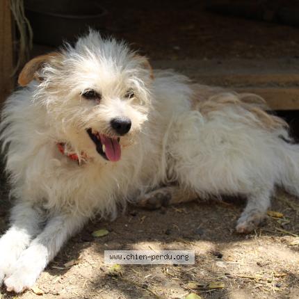 Photo 1/1 Bob Chien lost in St michel