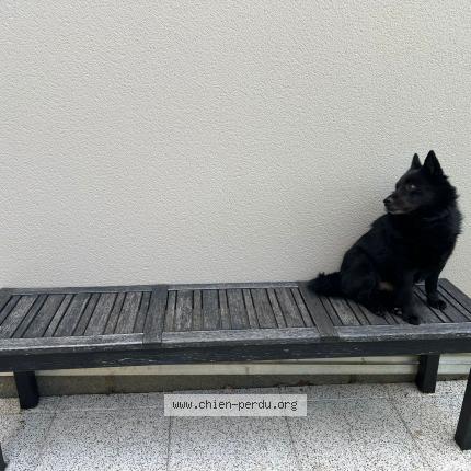 Photo 1/1 Wolfy Chien lost in Ormesson sur marne