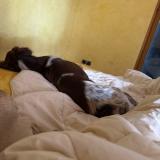 Picture of dog lost at Parves