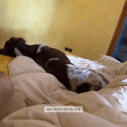 Photo 1/1 Uzy Chien lost in Parves