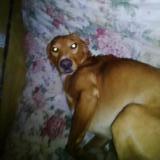 Picture of dog lost at Cuxac D Aude