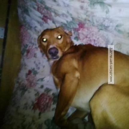 Photo 1/1 Hékeule Chien lost in Cuxac d aude