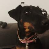 Picture of dog lost at Marguerittes