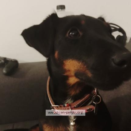 Photo 1/1 Yoshi Dog lost in Marguerittes