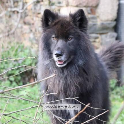 Photo 1/1 Found dog Found in Antony