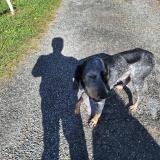 Picture of dog found at Sauvagnon