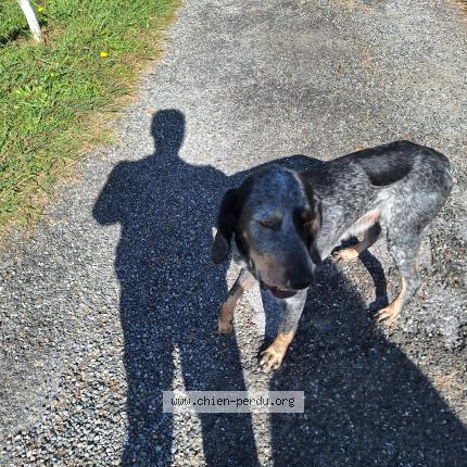 Photo 1/1 Found dog Found in Sauvagnon