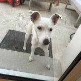 Picture of dog found at Croix Chapeau