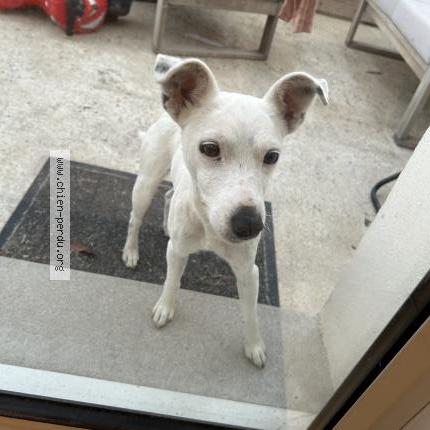 Photo 1/1 Found dog Found in Croix chapeau