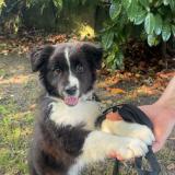 Picture of dog lost at Morlanwelz