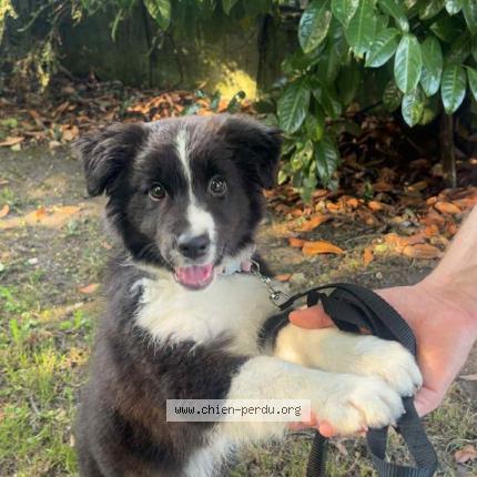 Photo 1/1 Diana Chien lost in Morlanwelz