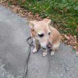 Picture of dog found at Genolhac