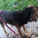 Picture of dog lost at Rolon