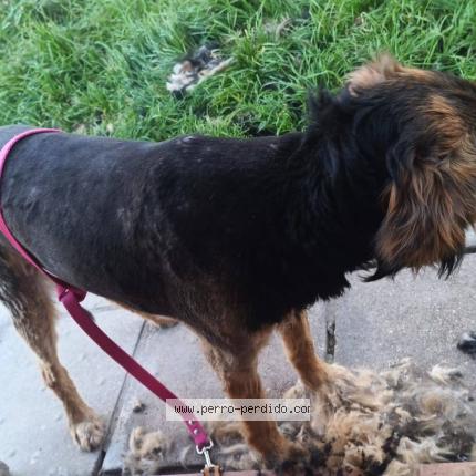 Photo 1/1 Mugroso Chien lost in Rolon