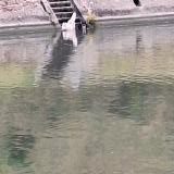 Picture of dog found at Thieu