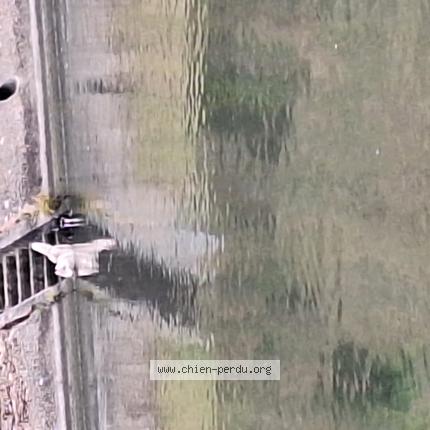 Photo 1/1 Found dog Found in Thieu