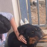 Picture of dog lost at Saint Avit