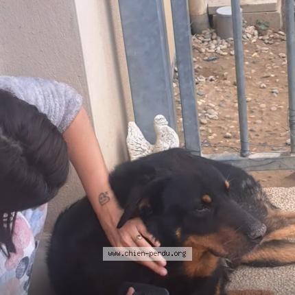 Photo 1/1 Jaeckel alexia Chien lost in Saint avit