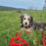 Picture of dog lost at Nancy