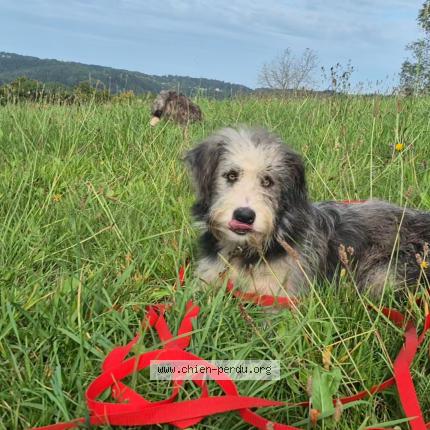 Photo 1/1 Apa Chien lost in Nancy