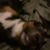 Picture of dog lost at Clermont Ferrand