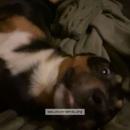 Photo 1/1 Kiko albergaria Chien lost in Clermont ferrand