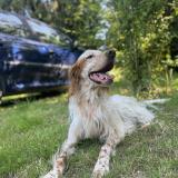 Picture of dog lost at Servon