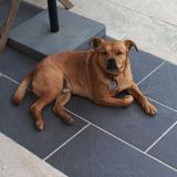 Picture of dog lost at Saint Vincent De Tyrosse