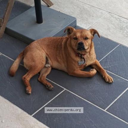 Photo 1/1 Rock Chien lost in Saint vincent de tyrosse