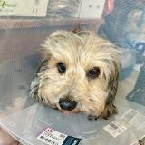 Picture of dog lost at Arinthod