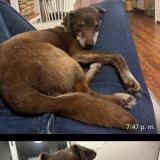 Picture of dog lost at Durazno