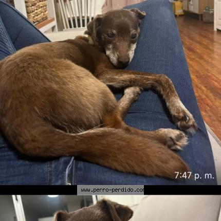 Photo 1/1 Americo Chien lost in Durazno