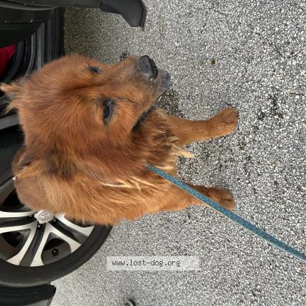 Photo 1/1 Found dog Found in Miramar