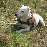 Picture of dog lost at Villandraut