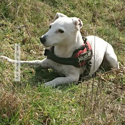 Photo 1/2 Laya Chien lost in Villandraut