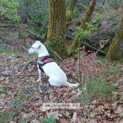 Photo 2/2 Laya Chien lost in Villandraut