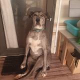 Picture of dog lost at Andreze