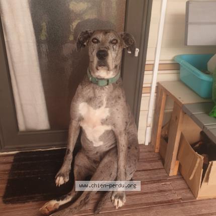 Photo 1/1 Newa Chien lost in Andreze