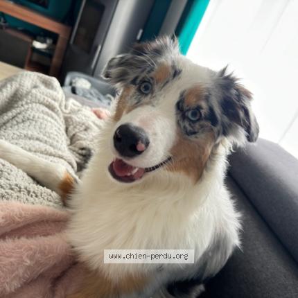 Photo 1/1 USKA Chien lost in Orleans