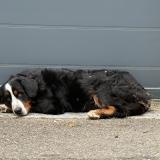 Picture of dog found at Saint Cyr Au Mont D Or