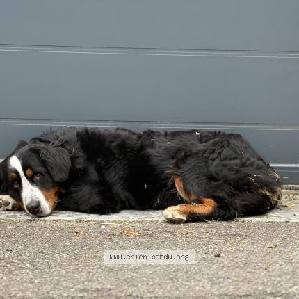 Photo 1/1 Found dog Found in Saint cyr au mont d or