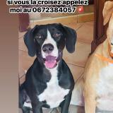 Picture of dog lost at Vinassan