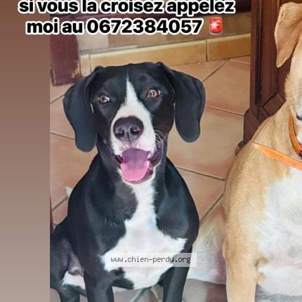 Photo 1/1 chäloe Chien lost in Vinassan