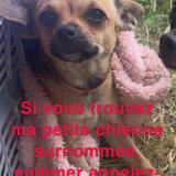 Picture of dog lost at Amneville
