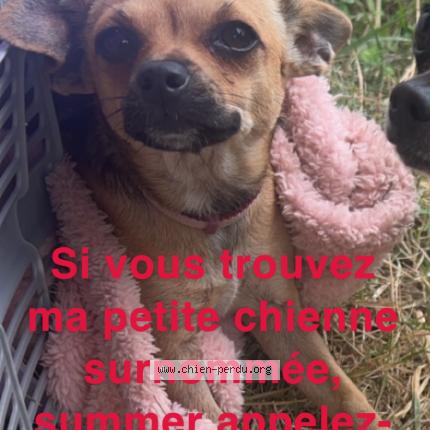 Photo 1/1 Summer Chien lost in Amneville