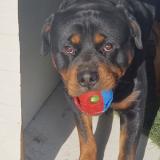 Picture of dog lost at Saint Chamond