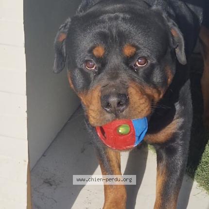 Photo 1/1 Rookie Chien lost in Saint chamond