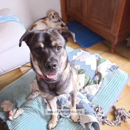 Photo 1/1 Amon Chien lost in Vias