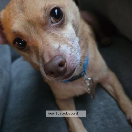 Photo 1/1 Reunited dog Lost in Fort Worth